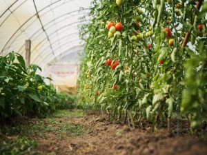 Tout savoir sur le potager sous serre