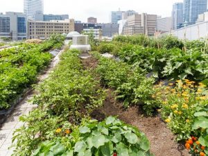 La nouvelle tendance des potagers sur les toits